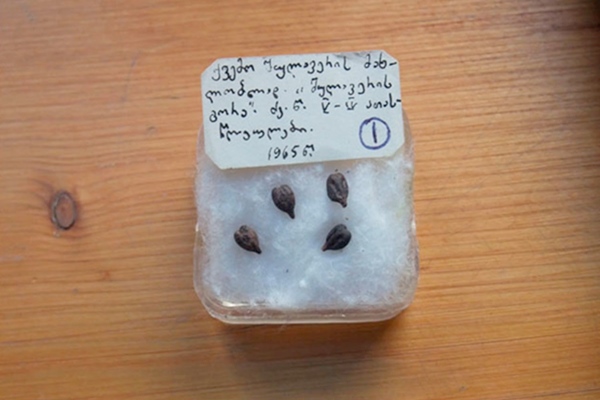 Semillas de tipolog&iacute;a cultivada del yacimiento arqueol&oacute;gico
de Shulaveri Gora
(Georgia), hacia el 8.000 BP