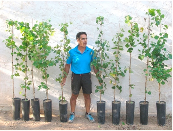 Plantas de vid silvestre producidas
en vivero