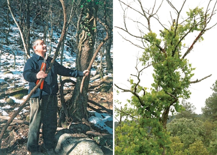 Vides silvestres trepando por la vegetaci&oacute;n circundante