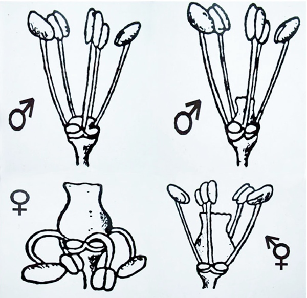 Flores masculinas, tipo I y II