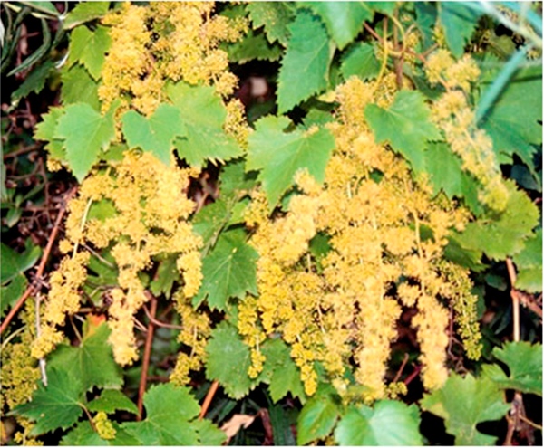 Ejemplar masculino en plena floraci&oacute;n femenina y hermafrodita