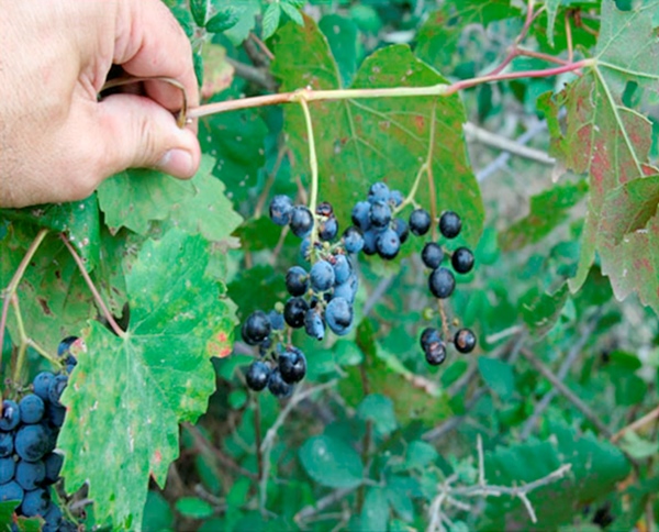 Racimo en fase de maduraci&oacute;n