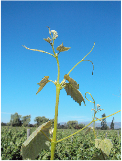 Caracteres
ampelogr&aacute;ficos de Grosse M&eacute;rille
(Verdot): (a) &aacute;pice