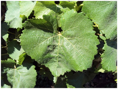Caracteres
ampelogr&aacute;ficos de Grosse M&eacute;rille
(Verdot): (b) hoja adulta