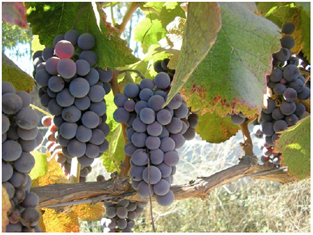 Caracteres
ampelogr&aacute;ficos de Grosse M&eacute;rille
(Verdot): (c) racimo a madurez