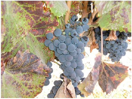 Caracteres
ampelogr&aacute;ficos de Grosse M&eacute;rille
(Verdot): (d) racimo y hoja
adulta oto&ntilde;al