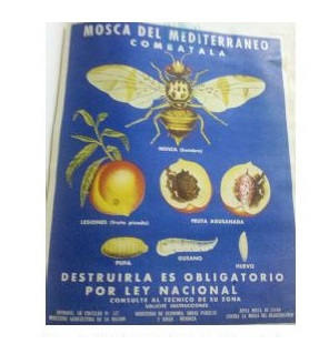 Campaa de la mosca del Mediterrneo 1947-1948