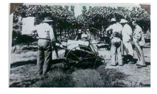 Instrucciones a los productores: pulverizacin de rboles con DDT