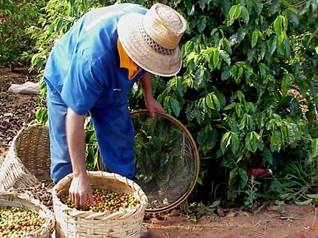Recolecci&oacute;n de caf&eacute; Figure 3. Coffee picking