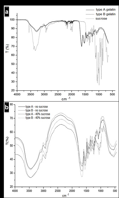 FTIR spectra (a) raw materials (type B gelatin, type A gelatin and sucrose) and (b) gelatin microspheres. 