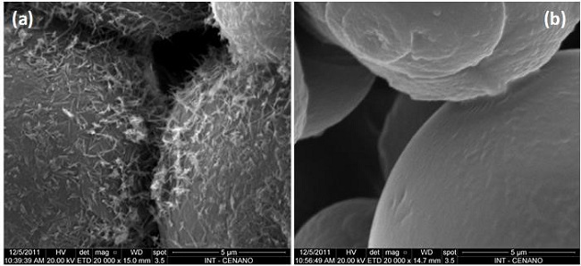  Scanning electronic micrographs of the samples GB (a) and GBt2880 (b) with 20,000X. 