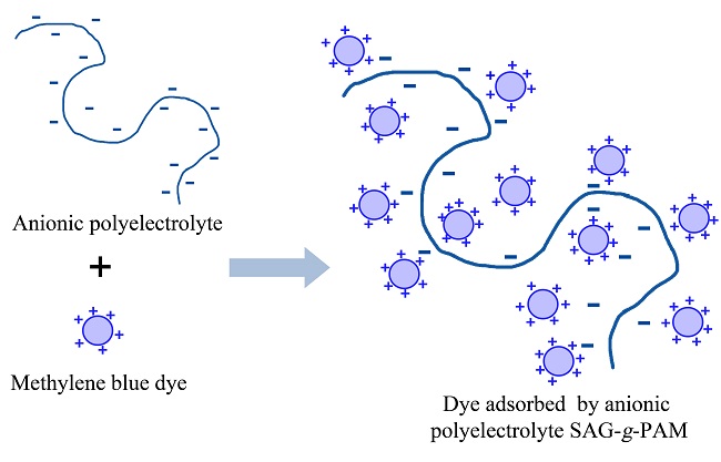  Schematic illustration of the MB dye adsorption by SAG-g-PAM copolymer. 