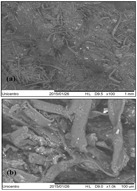  Scanning electron microscopy of the (a) fracture of raw plastic waste from hydrapulper and (b) higher magnification with empty spaces. 
