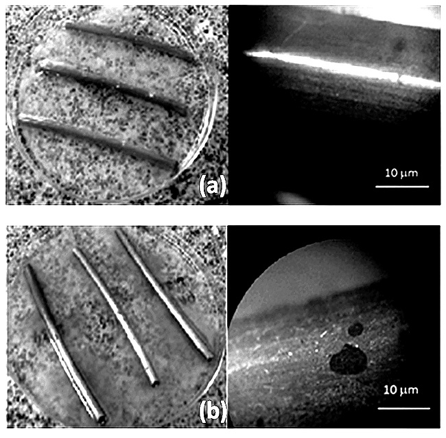  (a) Visual outcome by optical microscopy of the surface of the steel with polystyrene (PS) coating after a six-month saline test for corrosion; (b) visual outcome by optical microscopy of the surface of the steel with starch after 2 weeks of analysis of saline corrosion. 