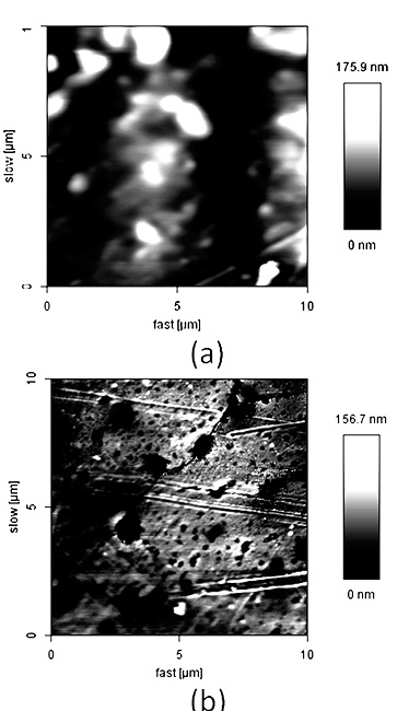  (a) AFM height image for polystyrene surface on steel; (b) AFM height image for starch surface on steel. 