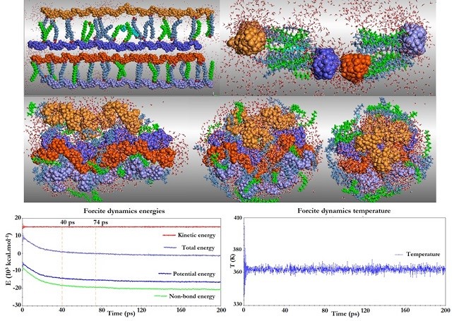 Two different perspectives of the starting system, in which fatty acids interact with four amylose oligomers, surrounded by water. The system had not yet been led to equilibrium (0 ps). The top and side views of the cell (left and right) show the spatial arrangement of key molecules, such as four &ldquo;heads and tails of comets&rdquo;. (Middle) Snapshots of dynamics trajectory identifying fluctuations at 40, 74 and 200 ps. The oligomer chains are highlighted by spheres (CPK) and colored in lilac and purple, light and dark orange. Fatty acids are highlighted by thick lines (stick) and water molecules are visible because of the red color of the oxygen atoms. (Bottom) Graphics of dynamic process control (Energy (kcal mol-1) vs. time (ps) and temperature (K) vs. time (ps)) to a 200 ps trajectory at 363 K. 
