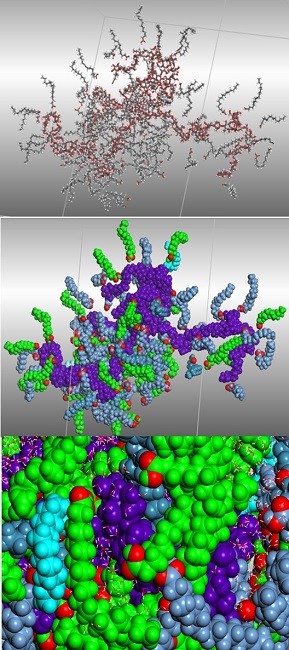  (Top) Initial system structure submitted for dynamics Starting form and molecular distribution for the last model which is composed by 54 oleic acids; 40 palmitic acids and 2 stearic acids disposed around 120 monomers of amylose chain. Waters molecules were undisplayed for clarity. Atoms are represented in stick and colored by elements colors - C, in grey; O, in red; H, in white. In the center, the similar image highlight compounds in CPK and different colors (amylose, in purple; oleic, in medium blue; palmitic, in green, stearic, in light blue). (Down) - Final result&rsquo;s snapshots of the third model. Fatty acids cover amylose chain and there is no flown of water to amylose. Only few solvent molecules stay stabilized over amylose surface, when that surface was enough exposed. When concentration of fatty acid is dense, water molecules are strongly reject far from organic molecules. 