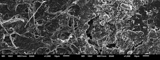  Micrography of P15-35-50 after biodegradation using Bartha Respirometer. 
