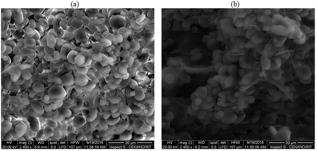 Scanning electron micrographs of starch granules obtained from the native and modified tiger nut starch. (a) native starch 2400x; (b) modified starch 2400x. 