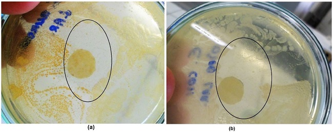  Antimicrobial test through the zone of inhibition: (a) S. aureus (Gram positive); (b) E. coli (Gram-negative). 