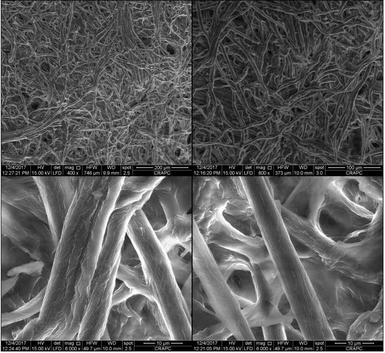 SEM images of the extracted R. Raetam cellulose microfibers.