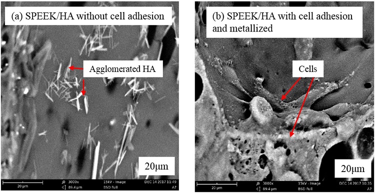
              SEM micrographs of membranes (sample E7) (a) SPEEK/HA before cell adhesion; (b) SPEEK/HA 
              after cell adhesion and gold metallization.
            