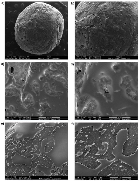 Images of coating 1 (monomeric solution; without pauses) obtained by SEM at magnifications of (a) 50×; (b) 100×; (c) 500×; (d) 1,000×; (e) 5,000×; and (f) 10,000×.