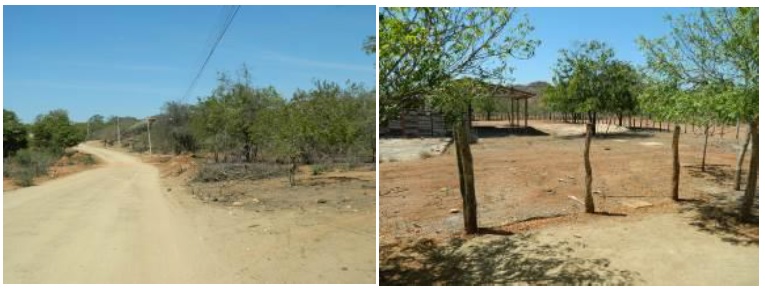 Vegetação paisagística no caminho do Distrito da Ribeira