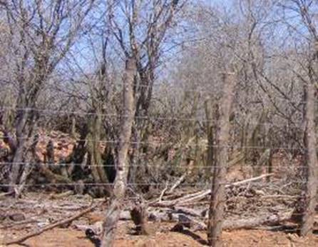 Vegetação nativa no
Distrito da Ribeira