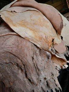 Couro dessalgado no curtume do Distrito da Ribeira