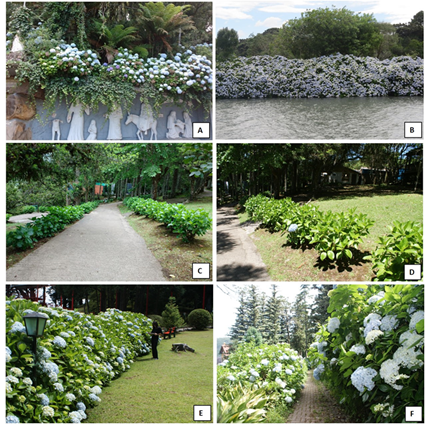 Atrativos tur�sticos da Regi�o das Hort�nsias com Hydrangea macrophylla cultivada