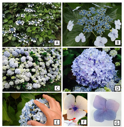 Caracter�stica das flores e infloresc�ncias de Hydrangea macrophylla