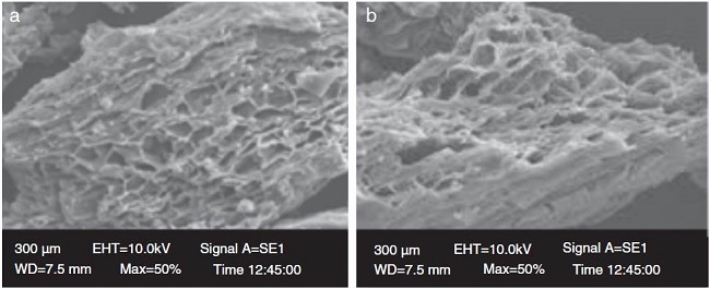 SEM of coffee husk (a) before adsorption and (b) after adsorption process.
