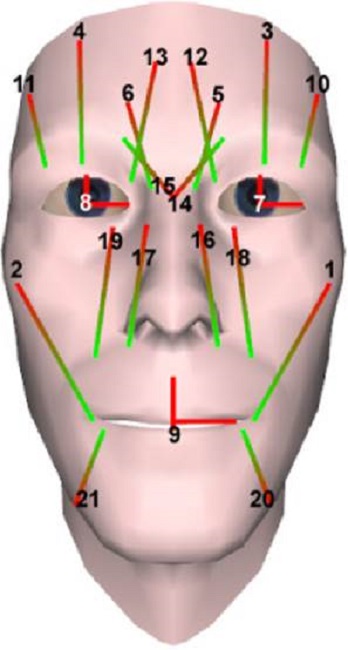 Facial animation system muscle placement. Muscle names are given in Table 1.