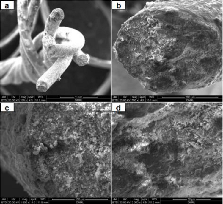 SEM fractograohs of individual failed wire obtained at (a) Low
							magnification and (b-d) higth magnification show thick layer deposition
							of corrosión debris over the fracture Surface.