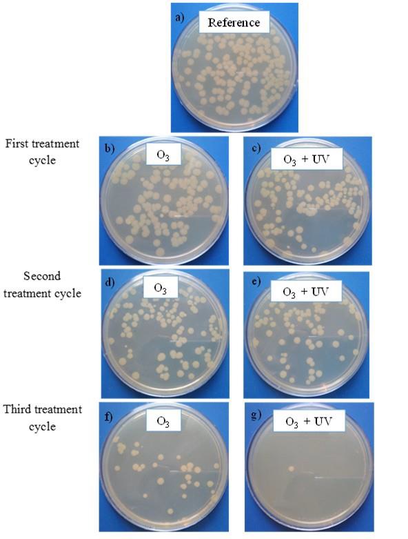 Inactivation of E. coli using ozone and UV radiation. Images of
								experimentalresults after 20 h incubation.