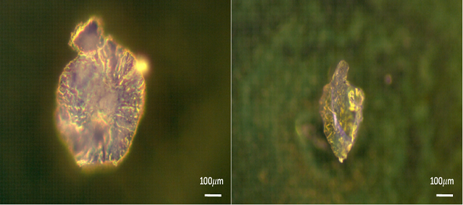 Reflected polarized light microscopy images of crystals obtained
								by biomineralization of Bacillus subtilis culture
								after 3 days.