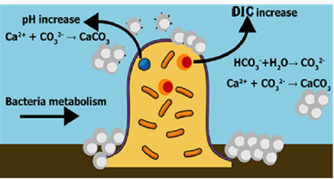 Schematic representation of bacterial metabolism during
								CaCO3 precipitation: pH and dissolved inorganic carbon
							(DIC) increase.
