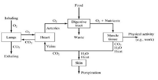 The relationship between the respiratory system, circulatory
								system, and metabolic processes in the human body.