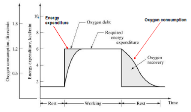 Oxygen debt and oxygen recovery in the process of human
								activity.