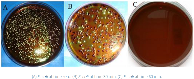 Bacteria viables of E. coli in EMB
								media.