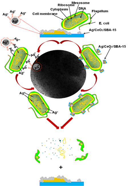 E. coli deactivation mechanism on the
								Ag/Ce/SBA-15 catalysts.