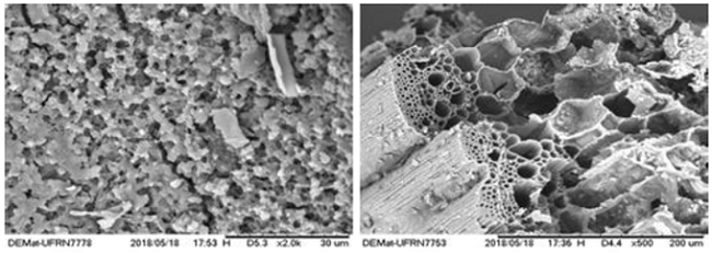 SEM images of biochar produced from pyrolysis of tree pruning.