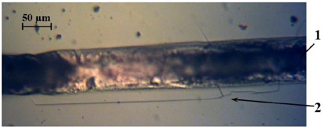 Photograph of the surface of an oxide film with a deposited Al metallization path after passing a single current pulse j = 6&middot;1010A/m2 of duration τ = 500 μs; 1 - metallization path after reflow, 2 - microcrack in the SiO2 film.