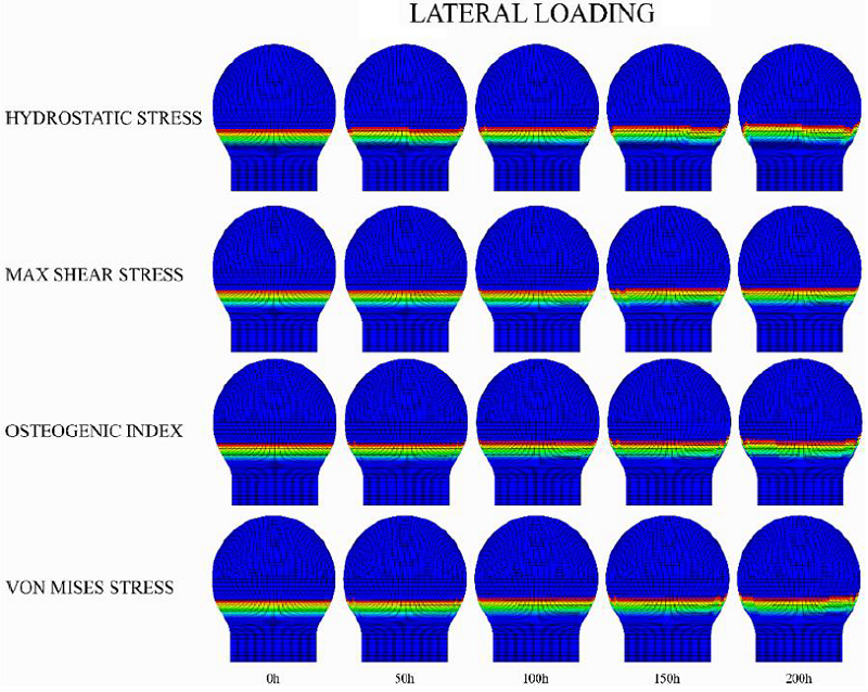 Lateral loading scheme for growth plate morphology changes in an
								epiphysis experiencing progressive ossification. The legend on the
								left corresponds to the driving mechanical stimulus for the advance
								of the column.