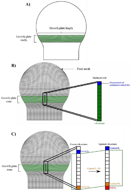 Growth plate geometry and stimuli measurement. A) Growth plate
								dimensions. B) Elements where the measurement was made after
								applying the mechanical loading. C) Measurement of mechanical
								stimuli Si on the i - th column of
								the growth plate. Elements colored green indicate that they belong
								to the growth plate. The element colored in blue indicates that the
								measurement of the mechanical stimulus was performed on such
								element. The dotted green line represents the growth plate area. Me:
								Metaphyseal element (the element of the i - th
								column located at metaphyseal end of the growth plate). Ee:
								Epiphyseal element (the element of the i - th
								column located at epiphyseal end of the growth plate).