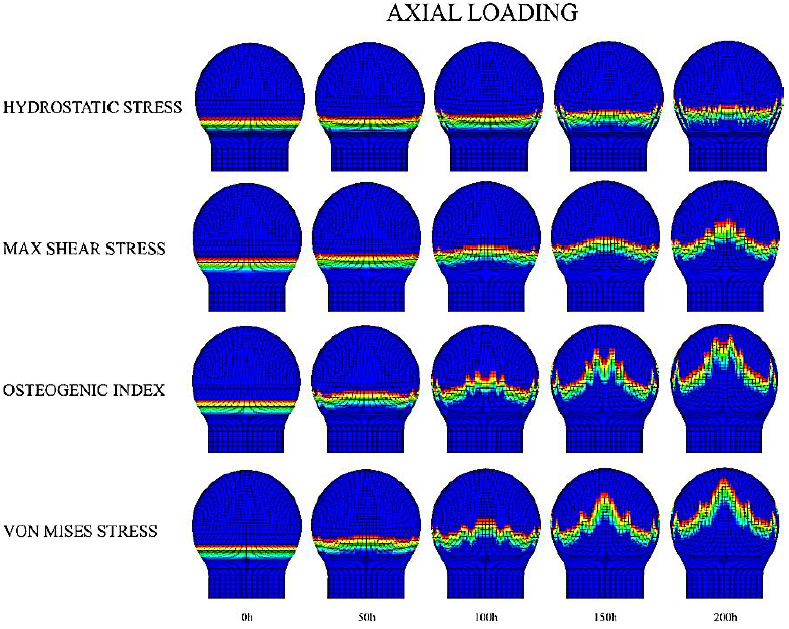 Axial loading scheme for growth plate morphology changes in a
								completely cartilaginous epiphysis. The legend on the left
								corresponds to the different driving mechanical stimuli for the
								advance of the column.
