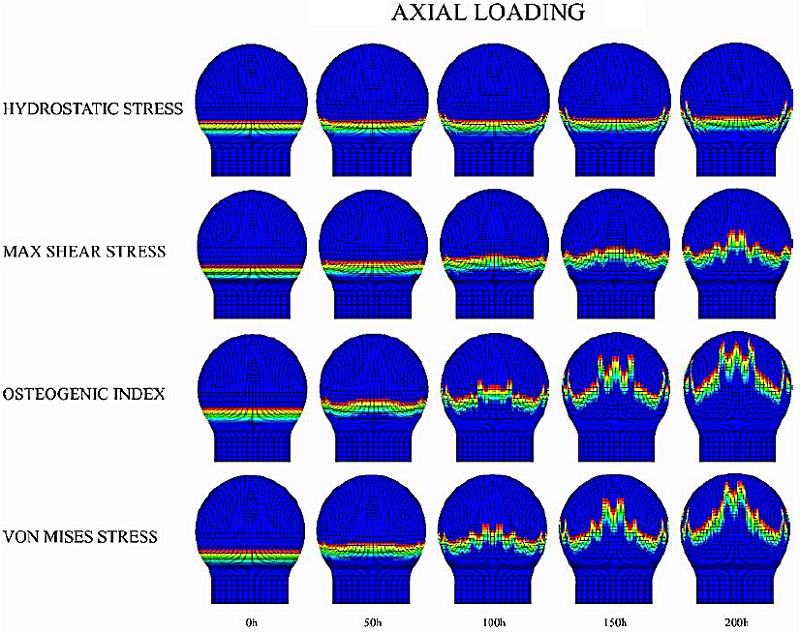 Axial loading scheme for growth plate morphology changes in an
								epiphysis experiencing progressive ossification. The legend on the
								left corresponds to the driving mechanical stimulus for the advance
								of the column.