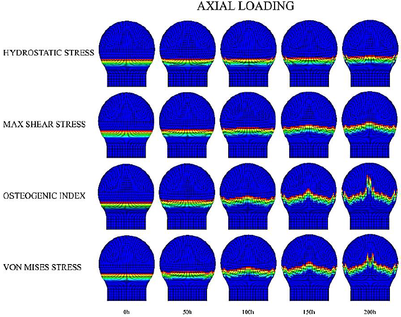 Axial loading scheme for growth plate morphology changes in a
								developing SOC inside the cartilaginous epiphysis. The legend on the
								left corresponds to the driving mechanical stimulus for the advance
								of the column.