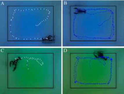 Images of crayfish that had been separately stimulated with a
blue or green monochromatic light pulse, respectively. A.
Representation of the path followed by the crayfish during the first
minute (post blue light). B. A 5 min trajectory of the same animal.
C. Representation of the path followed by another crayfish during
the first minute (post green light). D. A 5 min displacement
trajectory for the same animal.